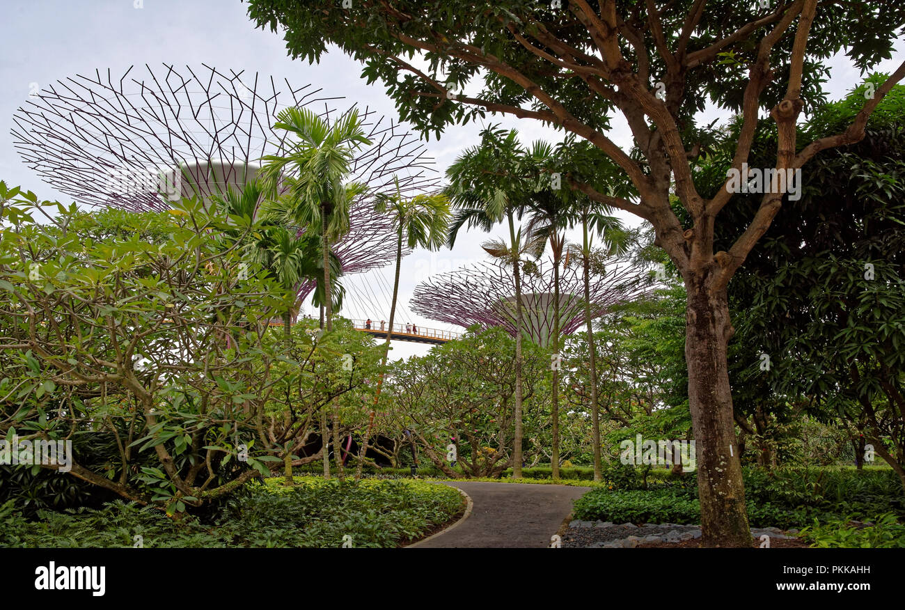Singapore, Singapore- August 07, 2018: The 'OCBC Skyway' trail passes at a height between two super-trees. On the trail are tourists Stock Photo