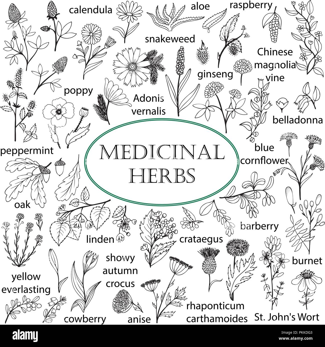 Set of hand-drawn illustrations of medicinal herbs. Black-and-white doodles. Stock Vector