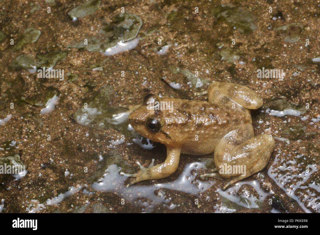 A Kuhl's Creek Frog (Limonectes kuhlii) on the wet forest floor in Kinabalu Park, Sabah, East Malaysia, Borneo Stock Photo