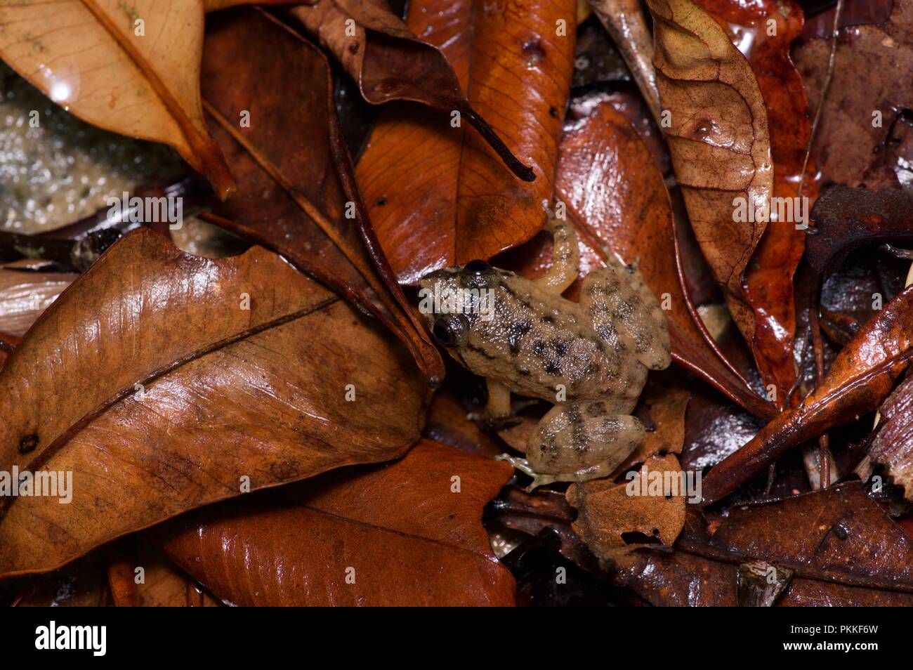 A Kuhl's Creek Frog (Limonectes kuhlii) on the wet forest floor in Kinabalu Park, Sabah, East Malaysia, Borneo Stock Photo