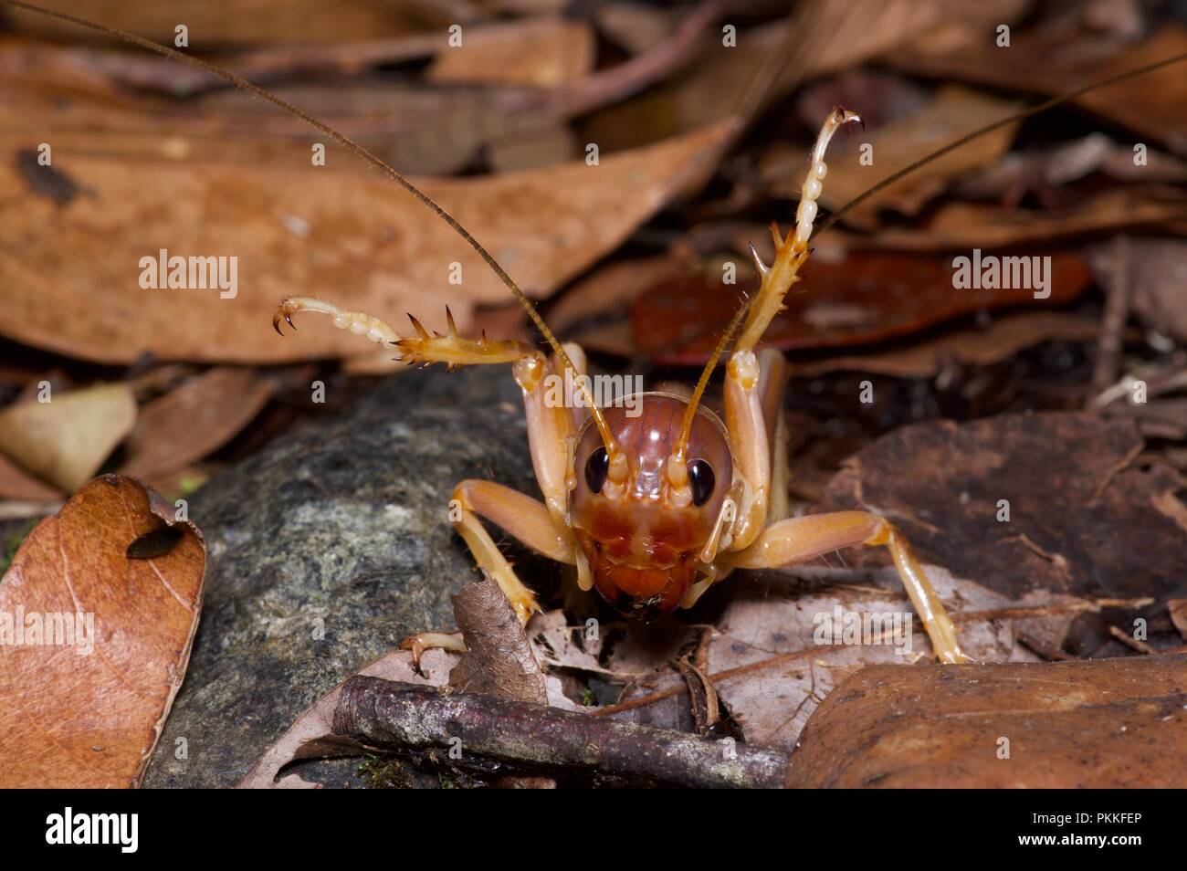 A large Jerusalem cricket nymph (Sia incisa) in a defensive posture in the leaf litter at Kinabalu Park, Sabah, East Malaysia, Borneo Stock Photo