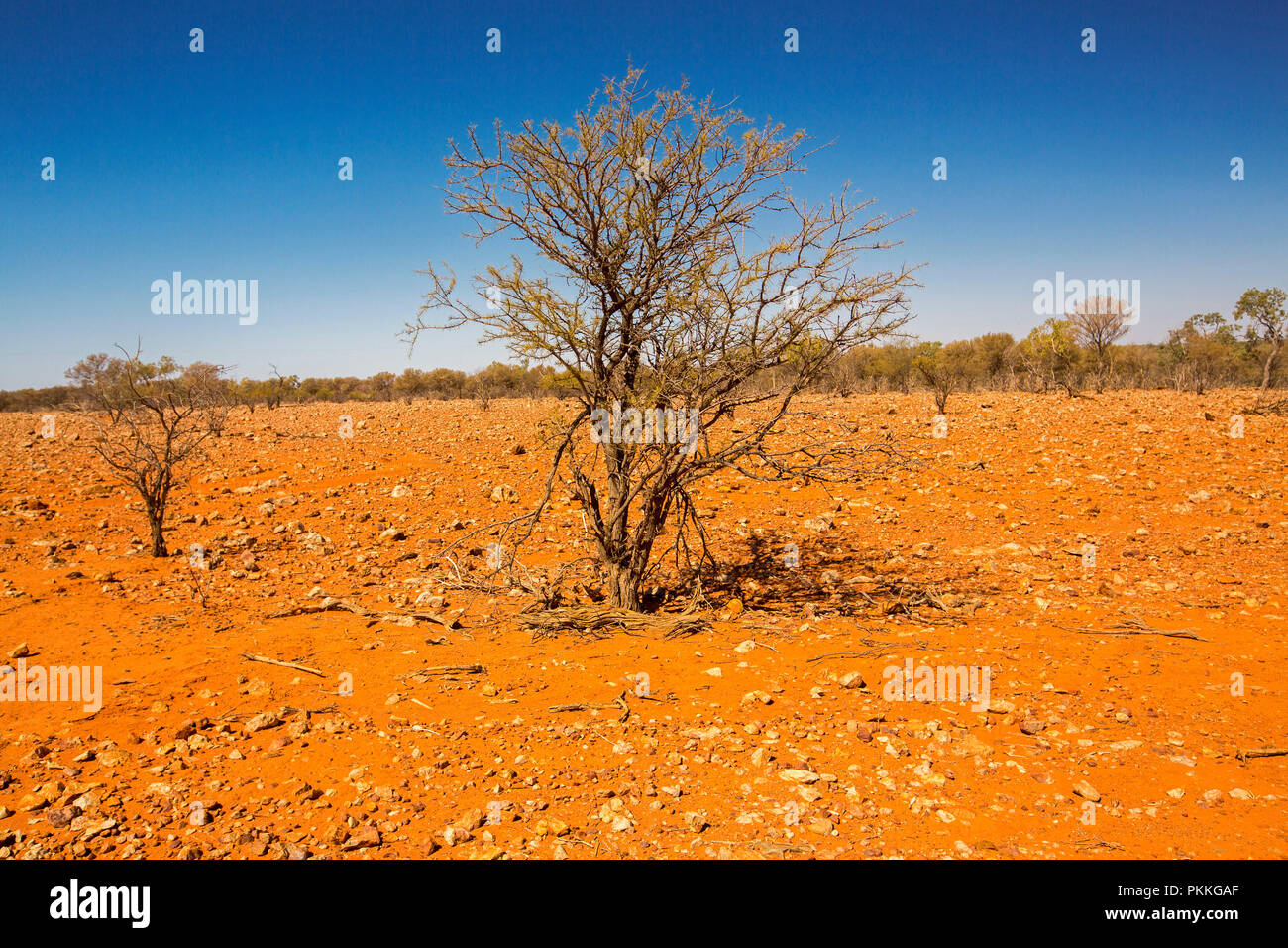 Australian outback landscape during drought with solitary mulga/ acacia  tree rising from barren red and stony plains to blue sky in Queensland Stock Photo