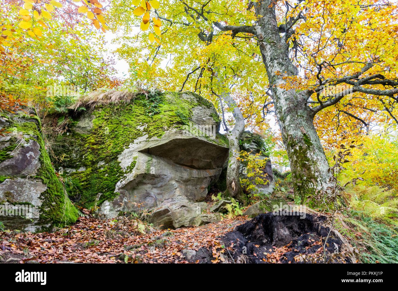 Forest Yellow Rocks Yellow rock reserve hi-res stock photography and images - Alamy