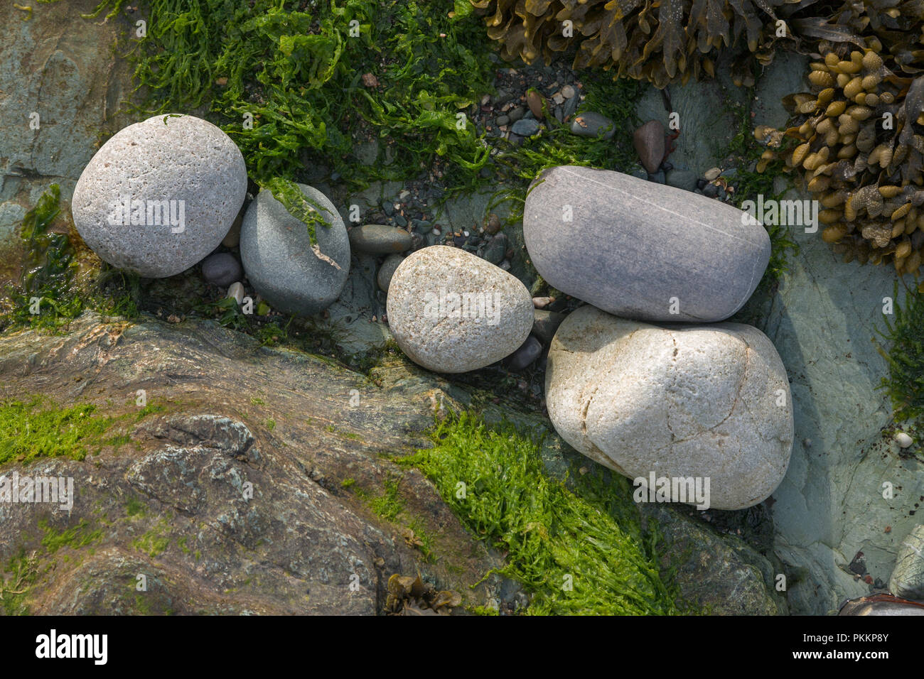 Seaweed, pebbles and eroded rock on the coast of Anglesey, North Wales at Cemlyn Stock Photo