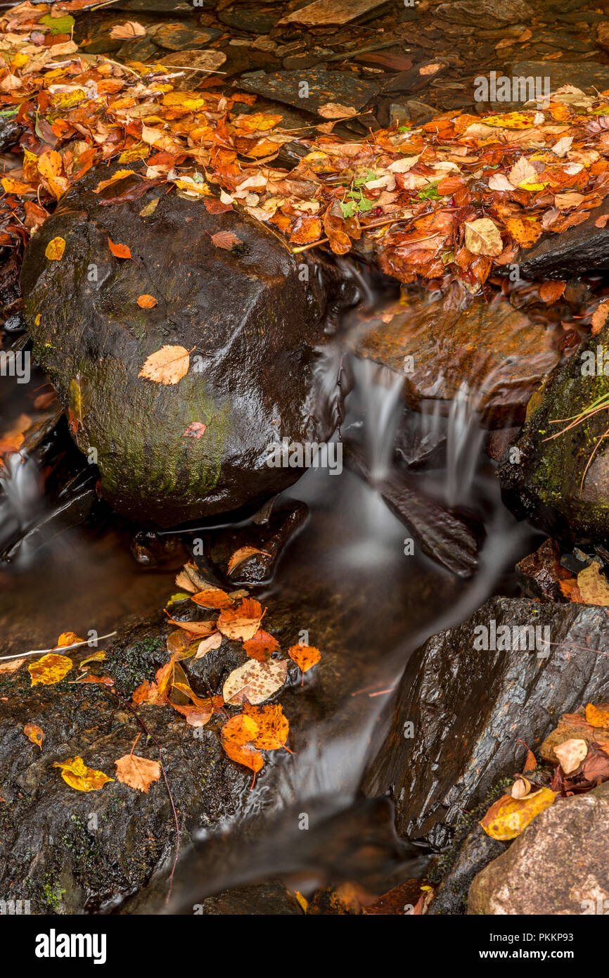 Fallen autumn leaves by a stream in Snowdonia, North Wales Stock Photo