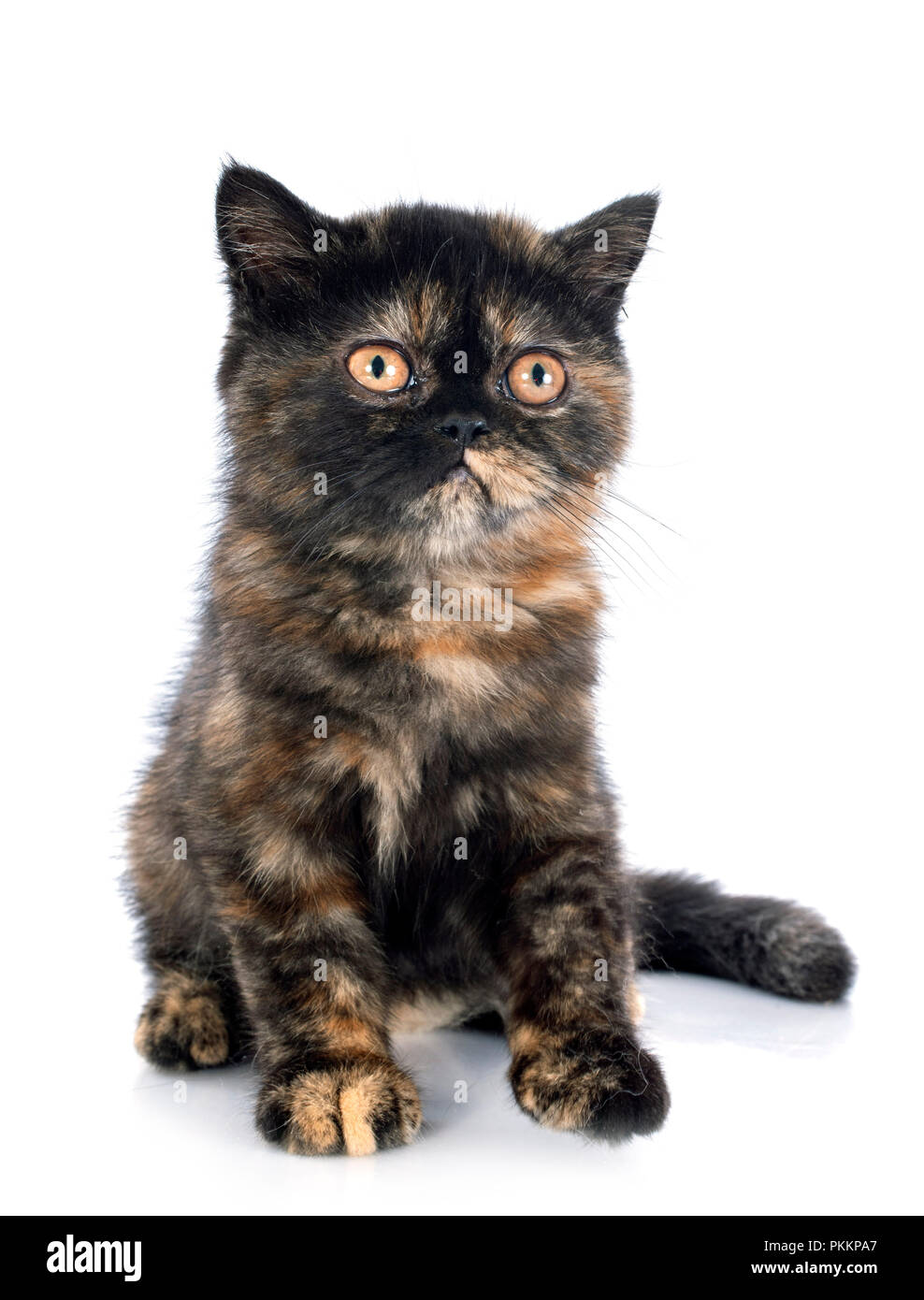 Exotic Shorthair Kitten In Front Of White Background Stock Photo