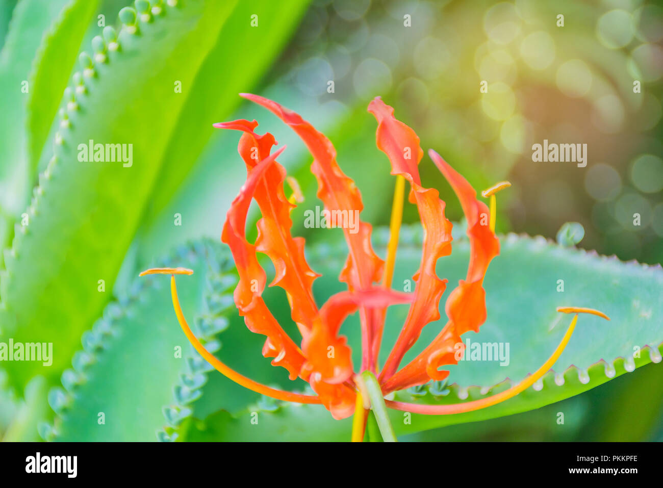 The soft focus of Climbing Lily, Superb Lily, Gloriosa superba flower ( Colchicaceae ) with the beam, light and lens flare effect tone, the wildflower Stock Photo