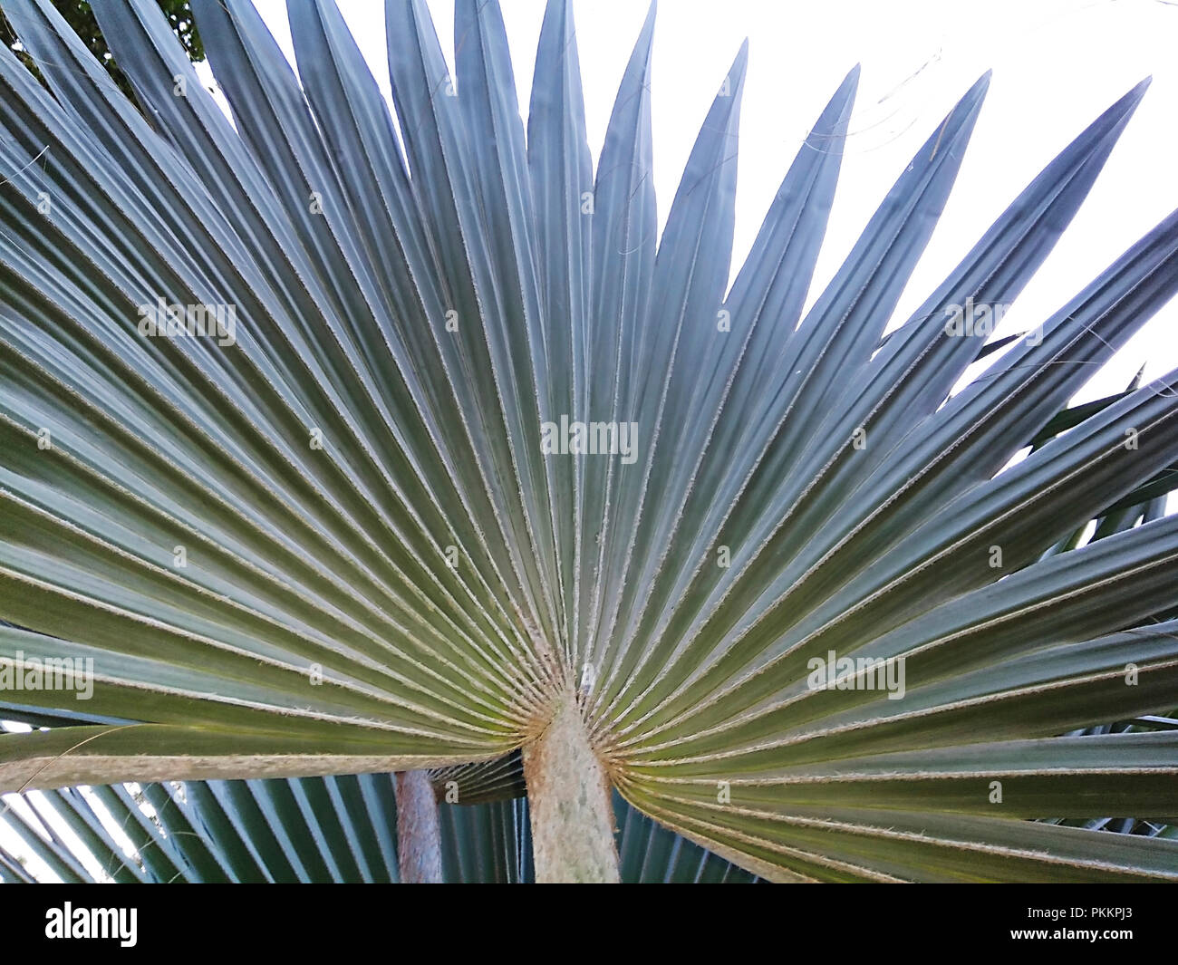 Fan Flower Shape Fan shaped flowers hi-res stock photography and images - Alamy