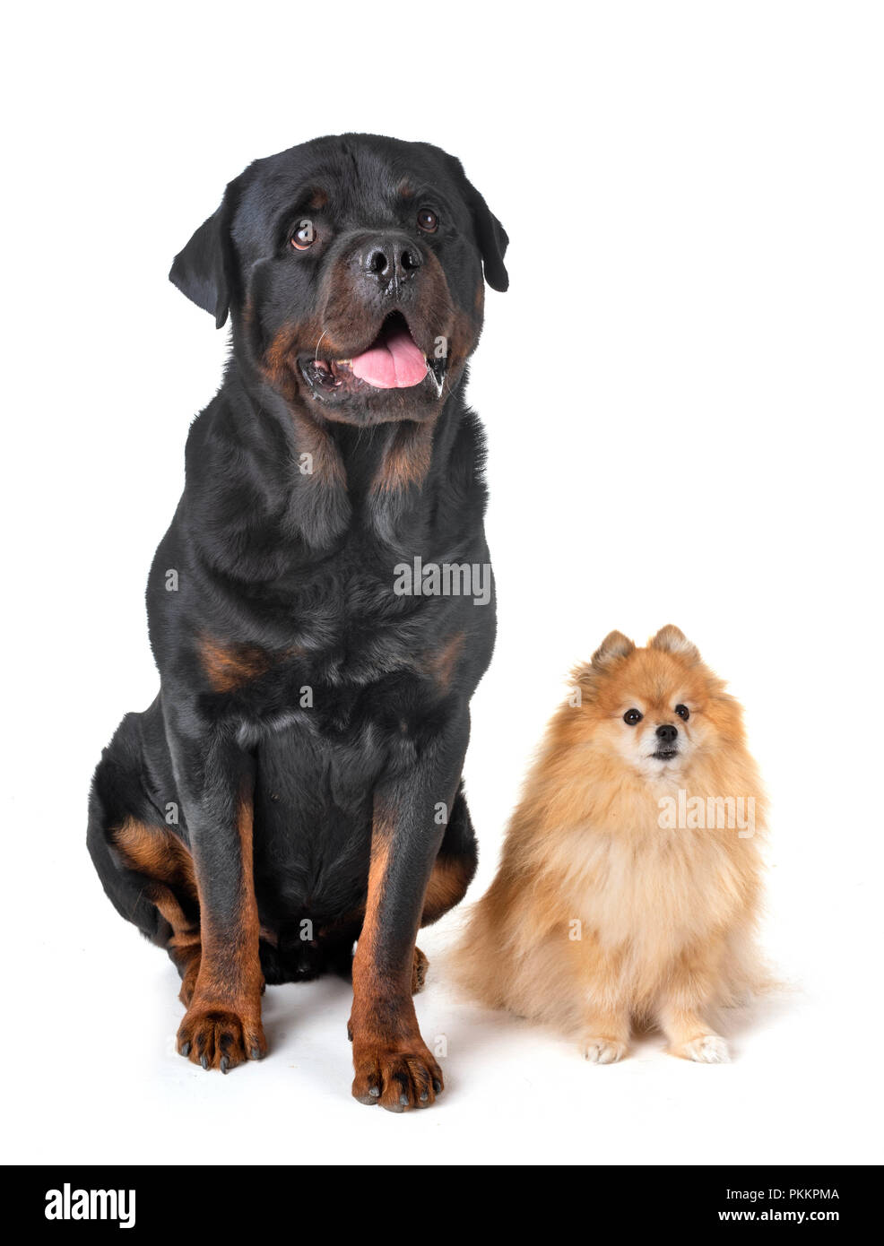 purebred rottweiler and spitz, in front of white background Stock Photo ...