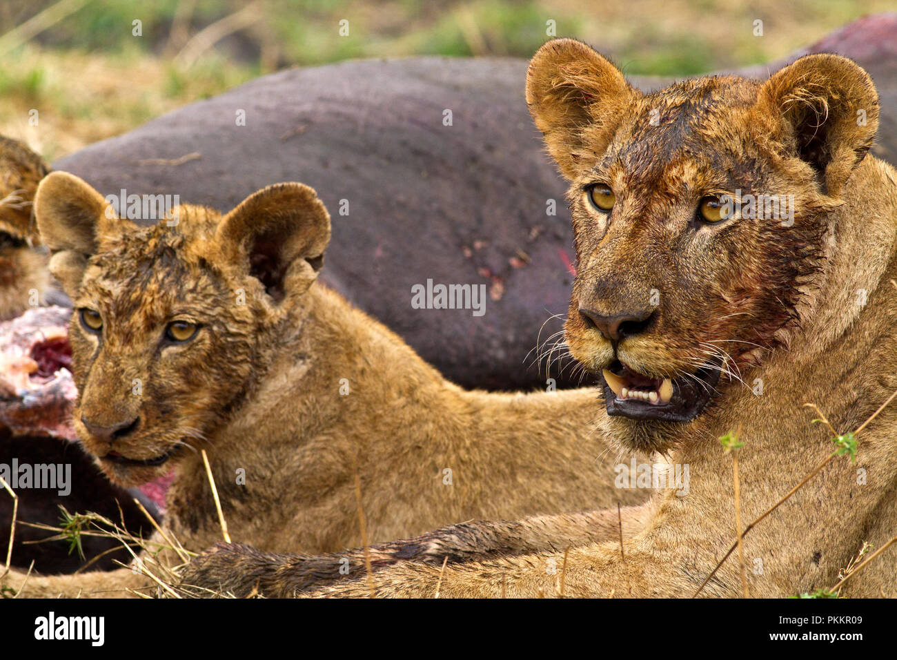 A lioness and one of her cubs rest close to a buffalo carcass they killed during the night. Stock Photo