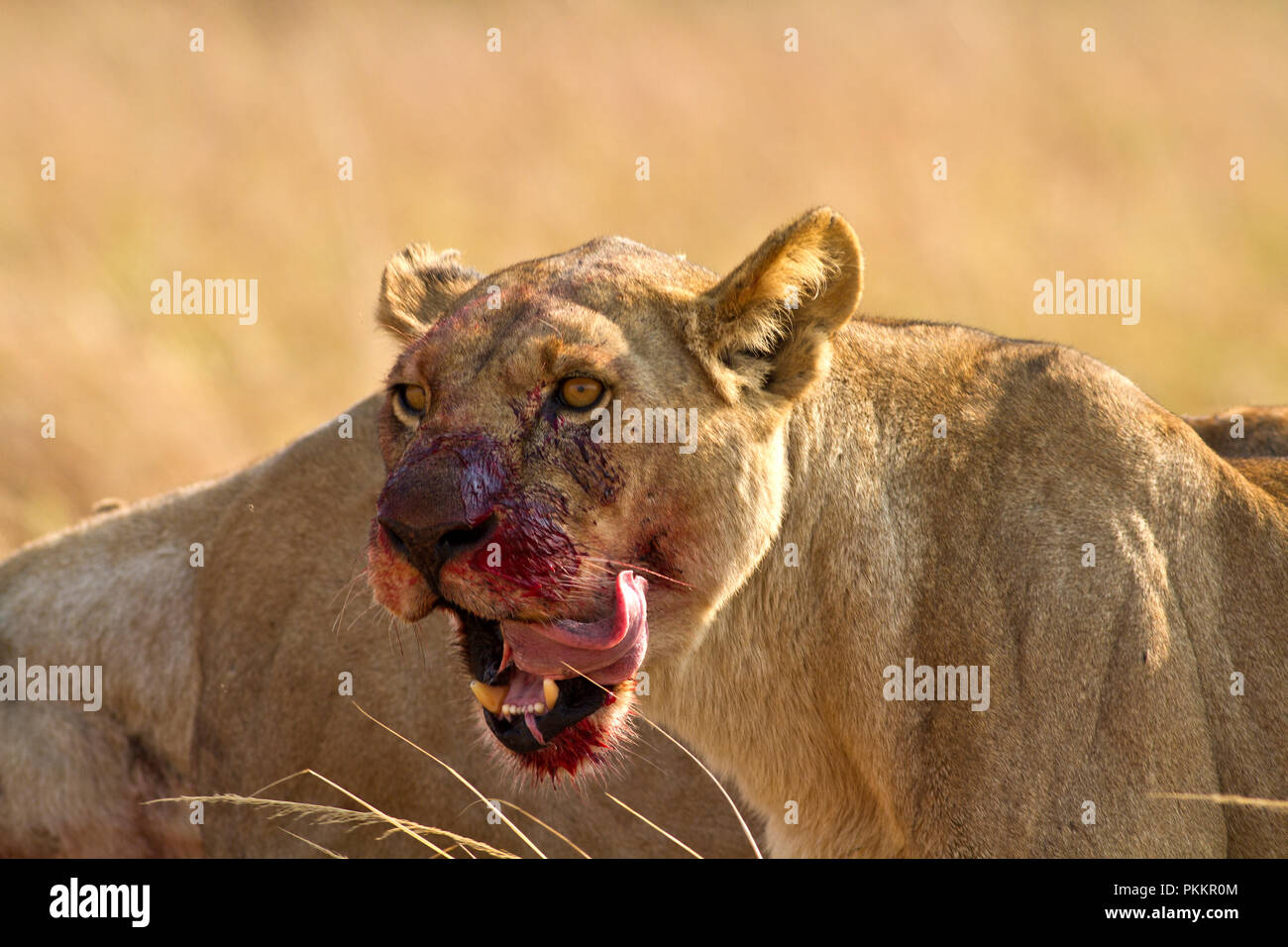 A lioness pauses from her meal of freshly killed buffalo to lick the blood and gore from her jowels. Stock Photo