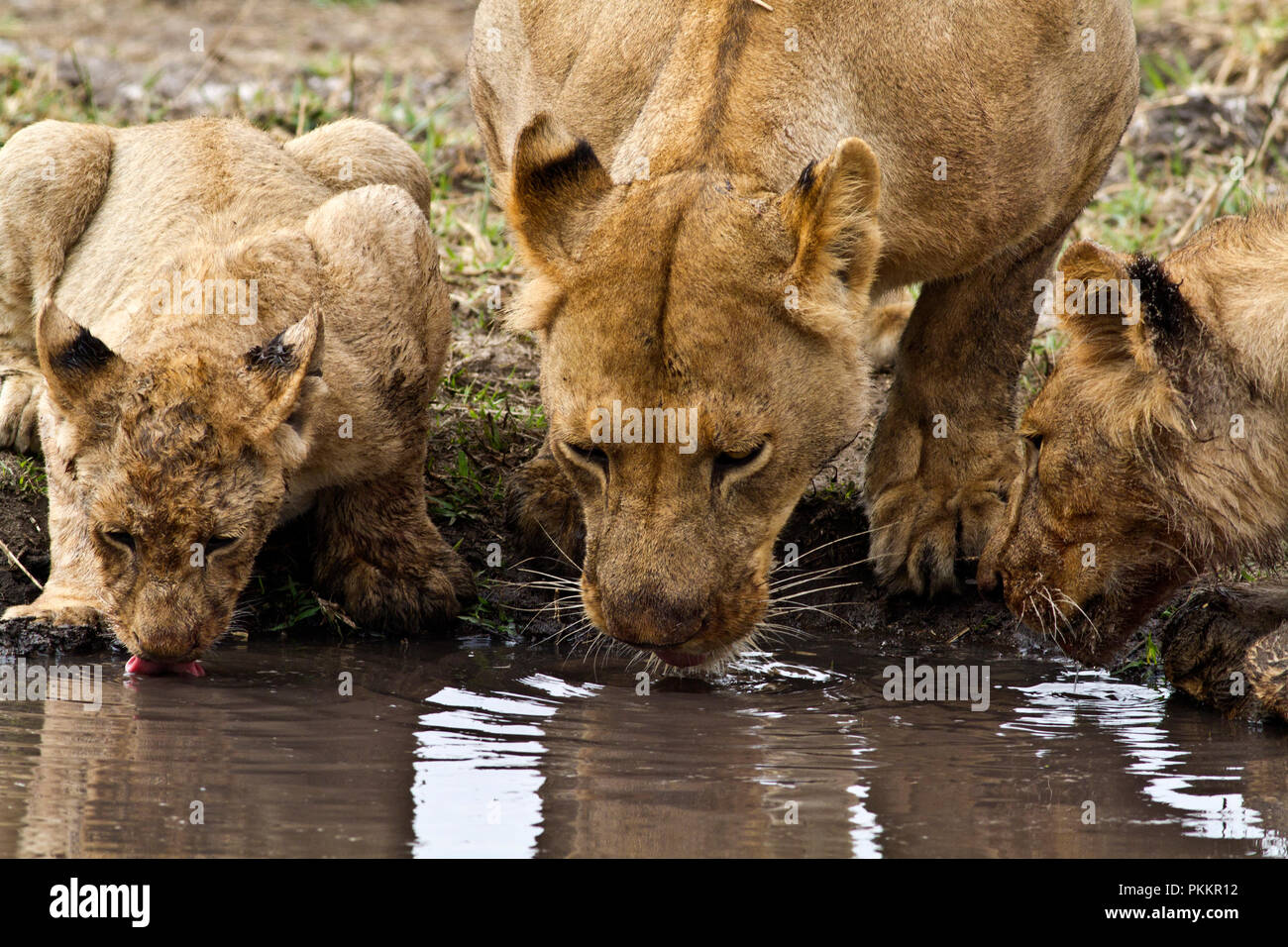 Lions of the Katuma Pride drink froma rain pool rather than the crocodile infested Katuma River nearby. Stock Photo