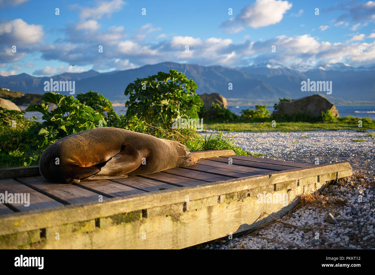 Sleeping Seal at Kaikoura in front of mountains at South Island New Zaland, Oceania, NZ Stock Photo