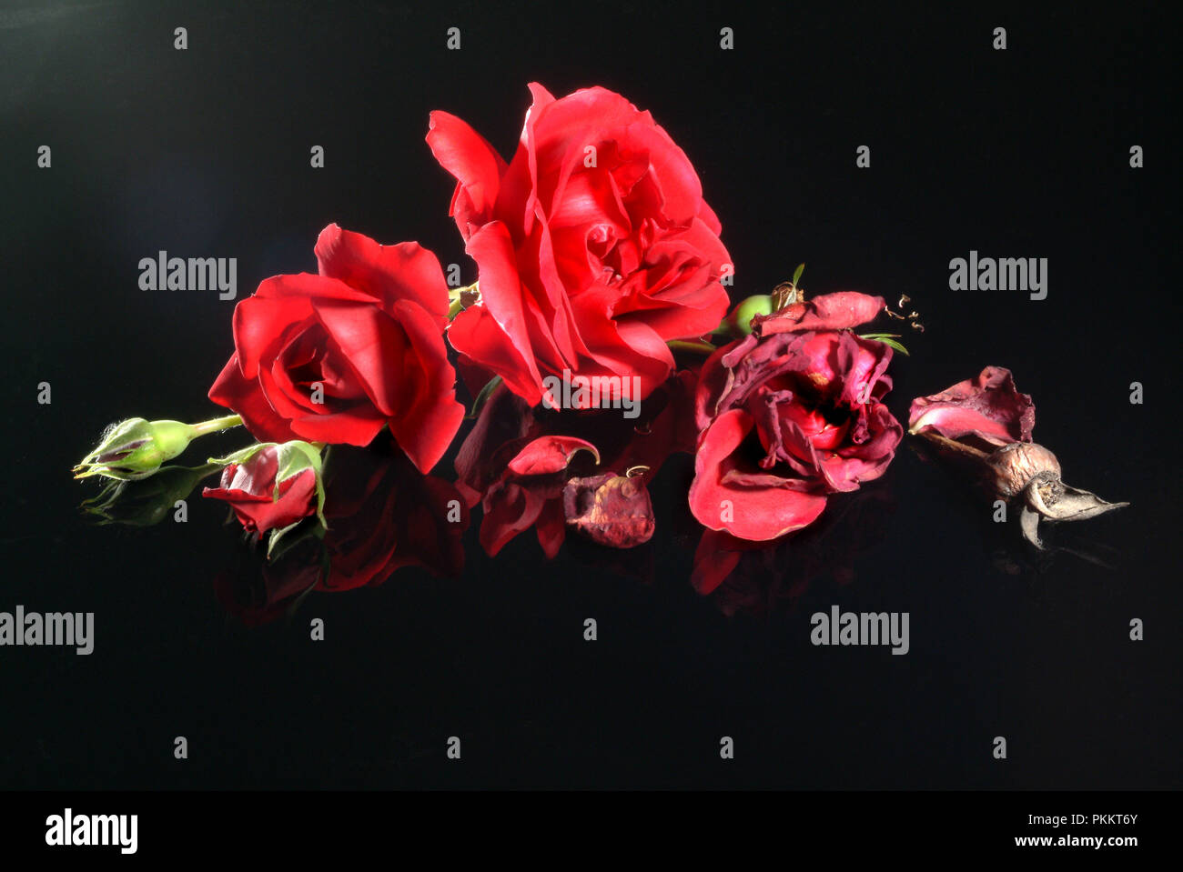 A life cycle of a rose, bloom and wither Stock Photo Alamy