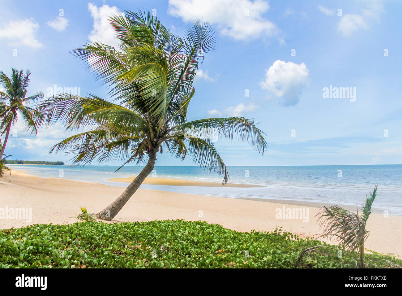 Palm tree on tropical beach hi-res stock photography and images - Alamy