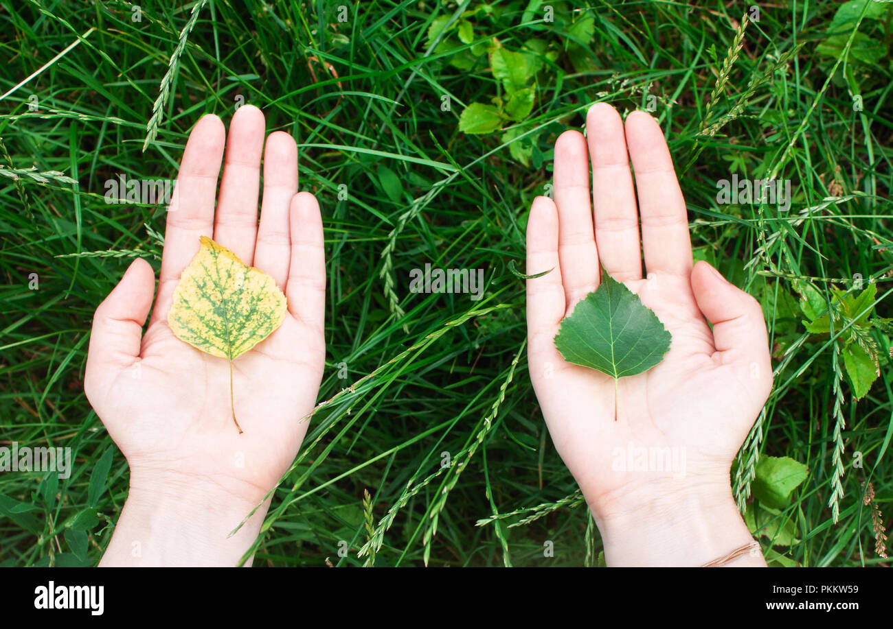 Yellow and green sprout in the palms of hands. The concept of conservation, ecology, environment Stock Photo