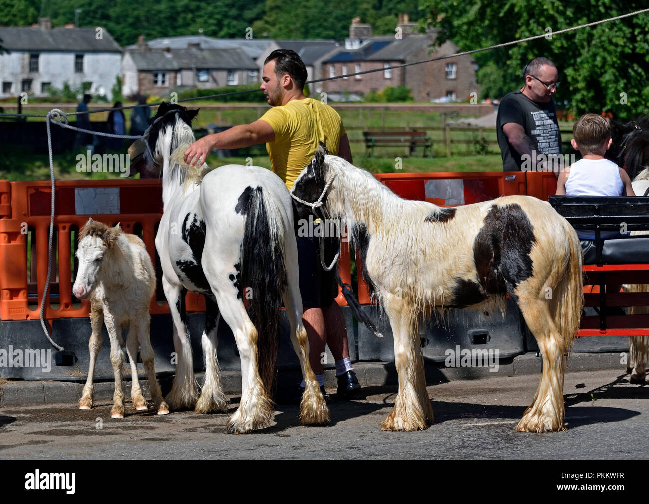 Gypsy traveller with Coloured Cobs. Appleby Horse Fair 2018. Appleby-in-Westmorland, Cumbria, England, United Kingdom, Europe. Stock Photo