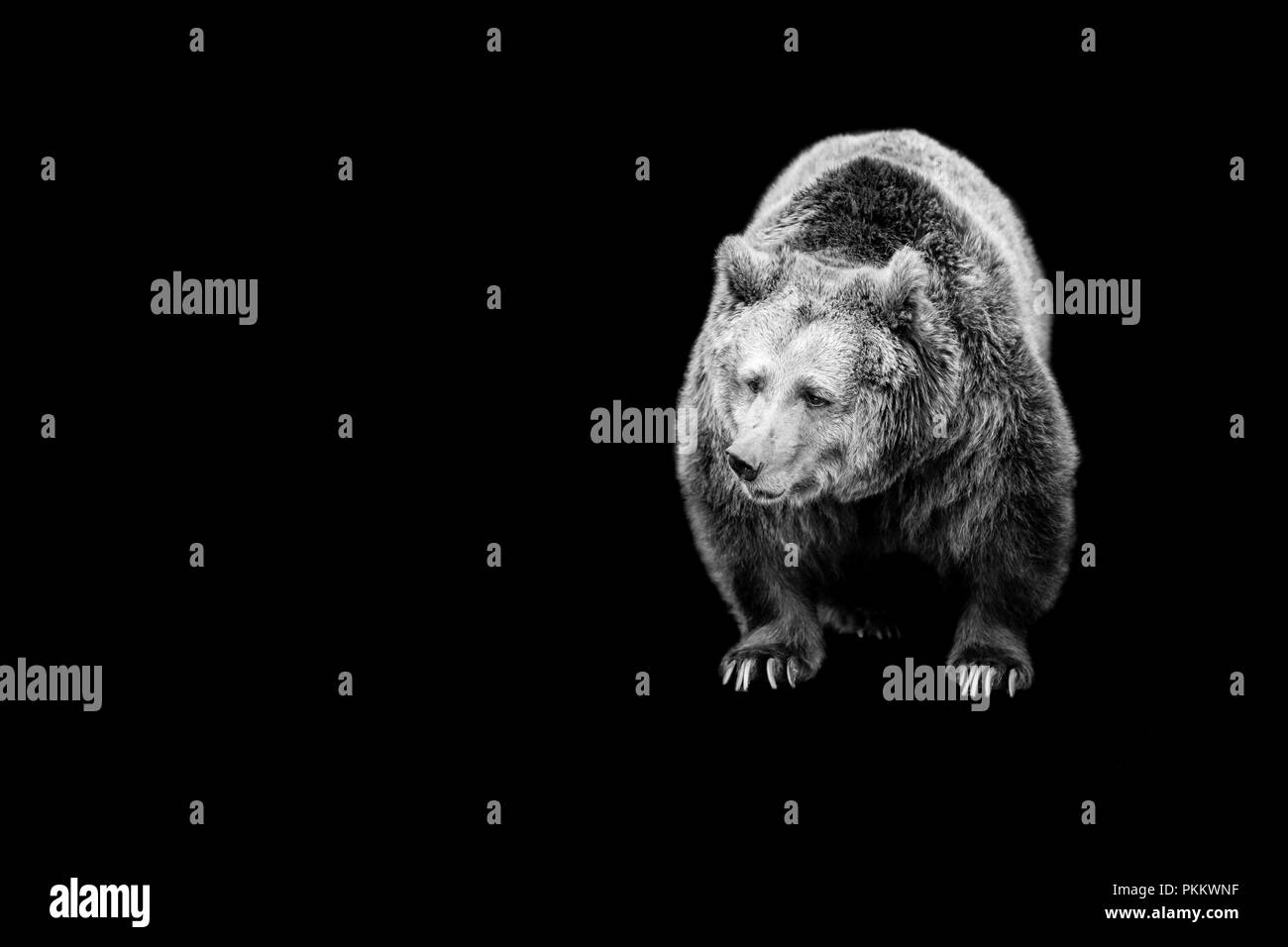 brown bear isolated on black background Stock Photo