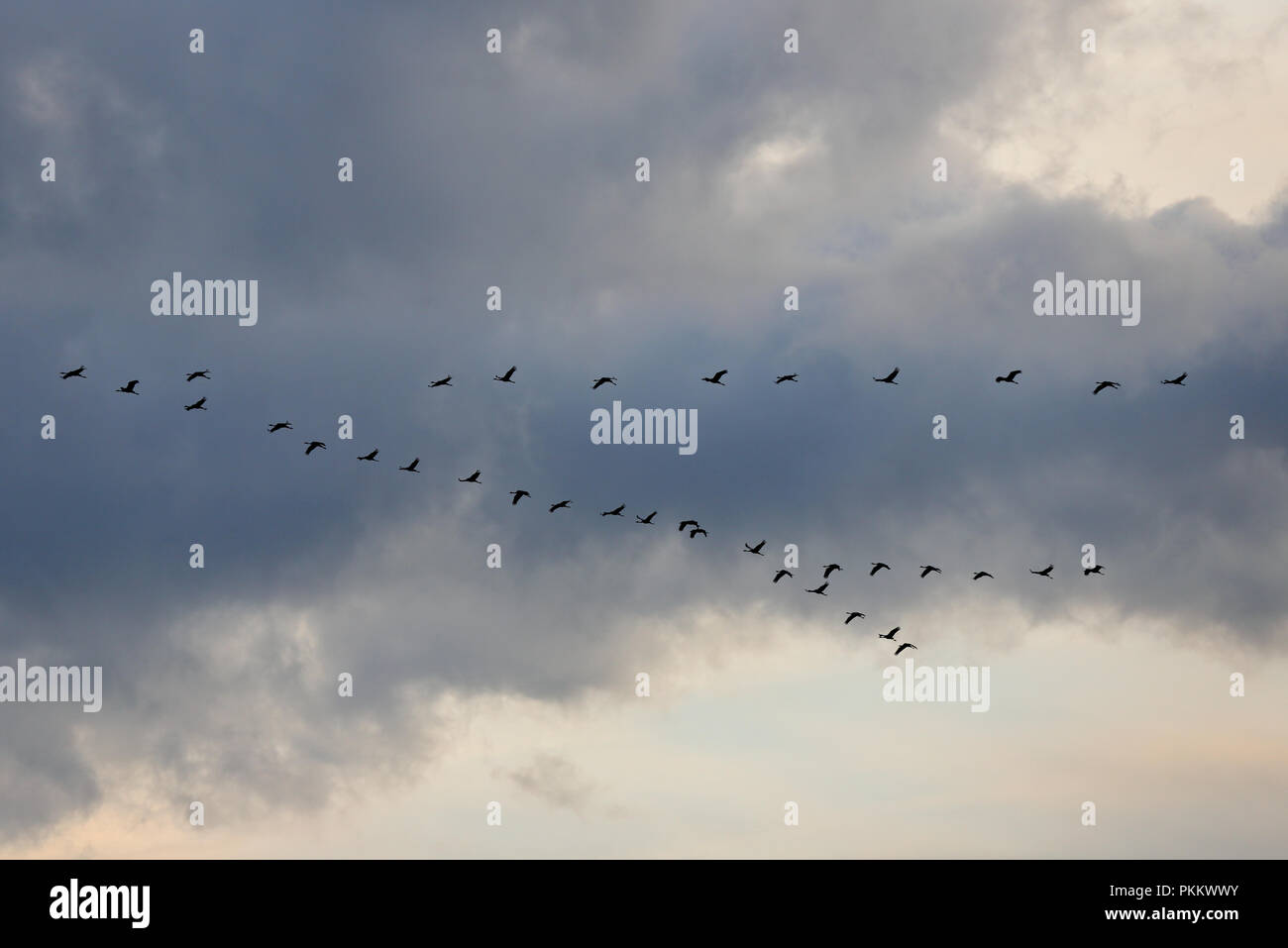 Flock of cranes flying high in the sky Stock Photo - Alamy