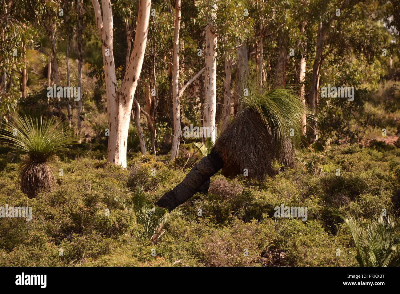 Australian native grass tree leaning over in bush Stock Photo