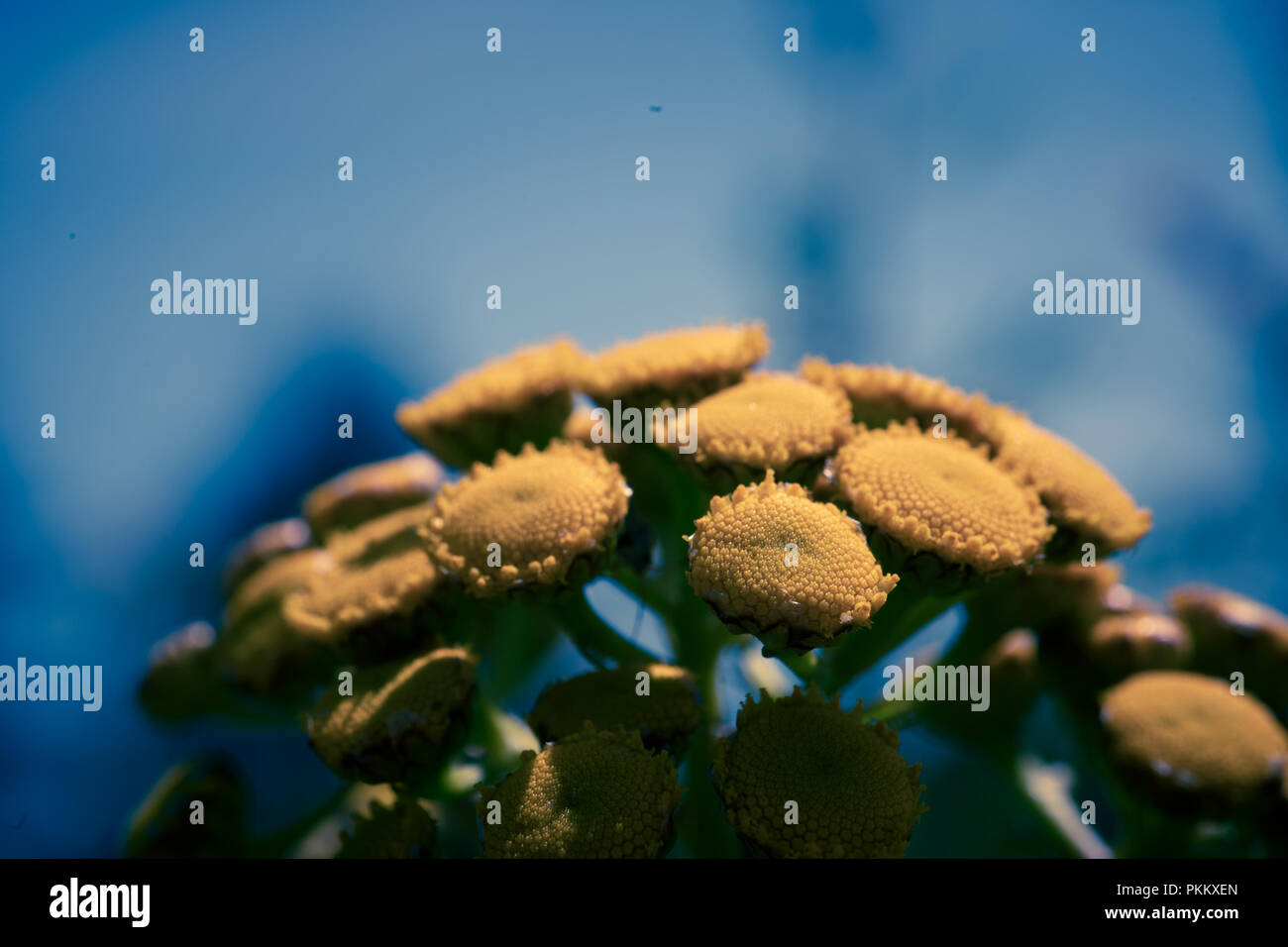 Tanacetum vulgare in the green summer meadow Stock Photo