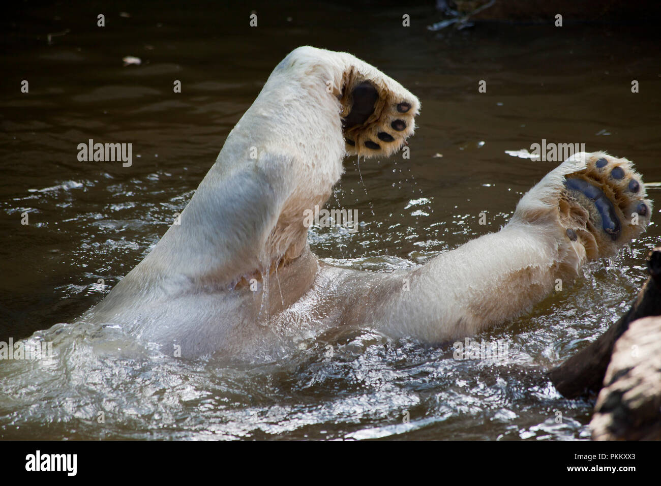 polar bear playing in water Stock Photo