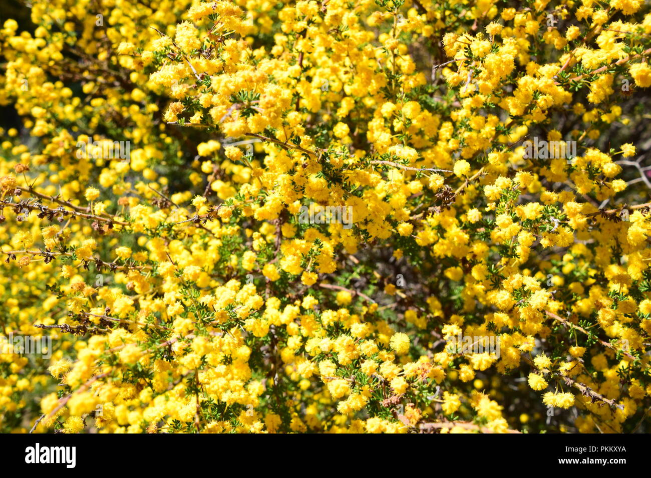 Yellow Wattle flowers - Australian Native Flora Stock Photo