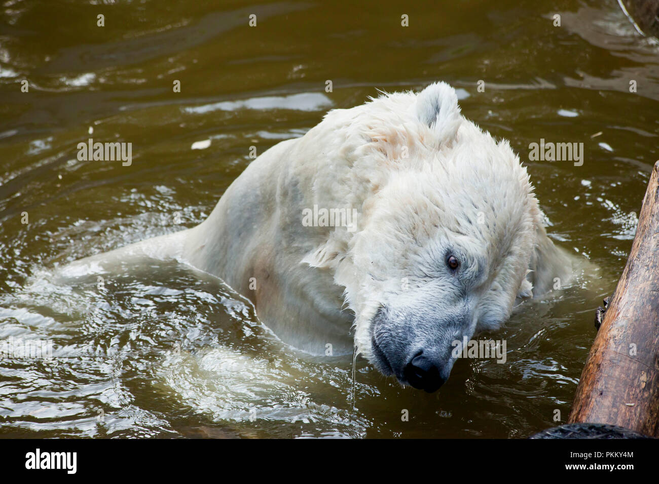 polar bear playing in water Stock Photo