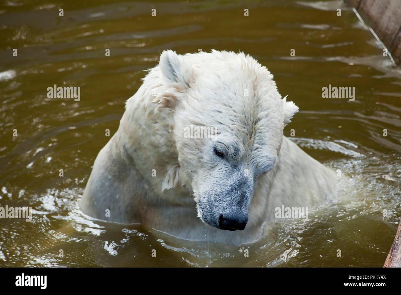 polar bear playing in water Stock Photo