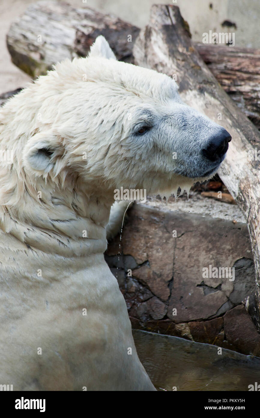 polar bear playing in water Stock Photo