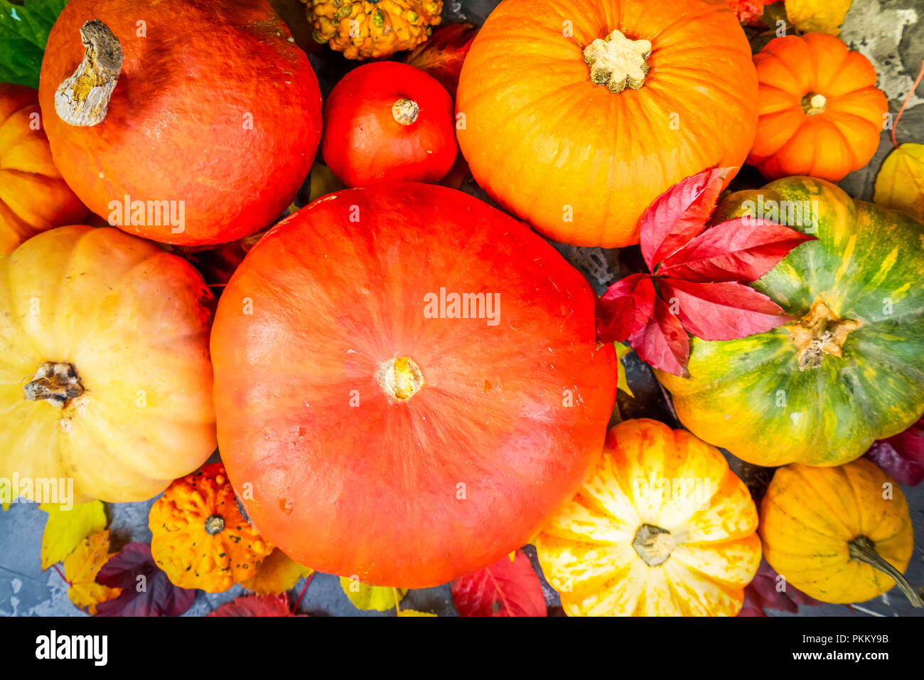 Harvest of pumpkins Stock Photo - Alamy