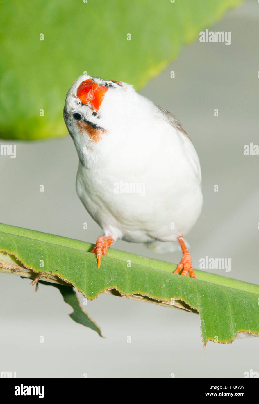 White java rice finch in the Butterfly house blenheim palace Stock ...