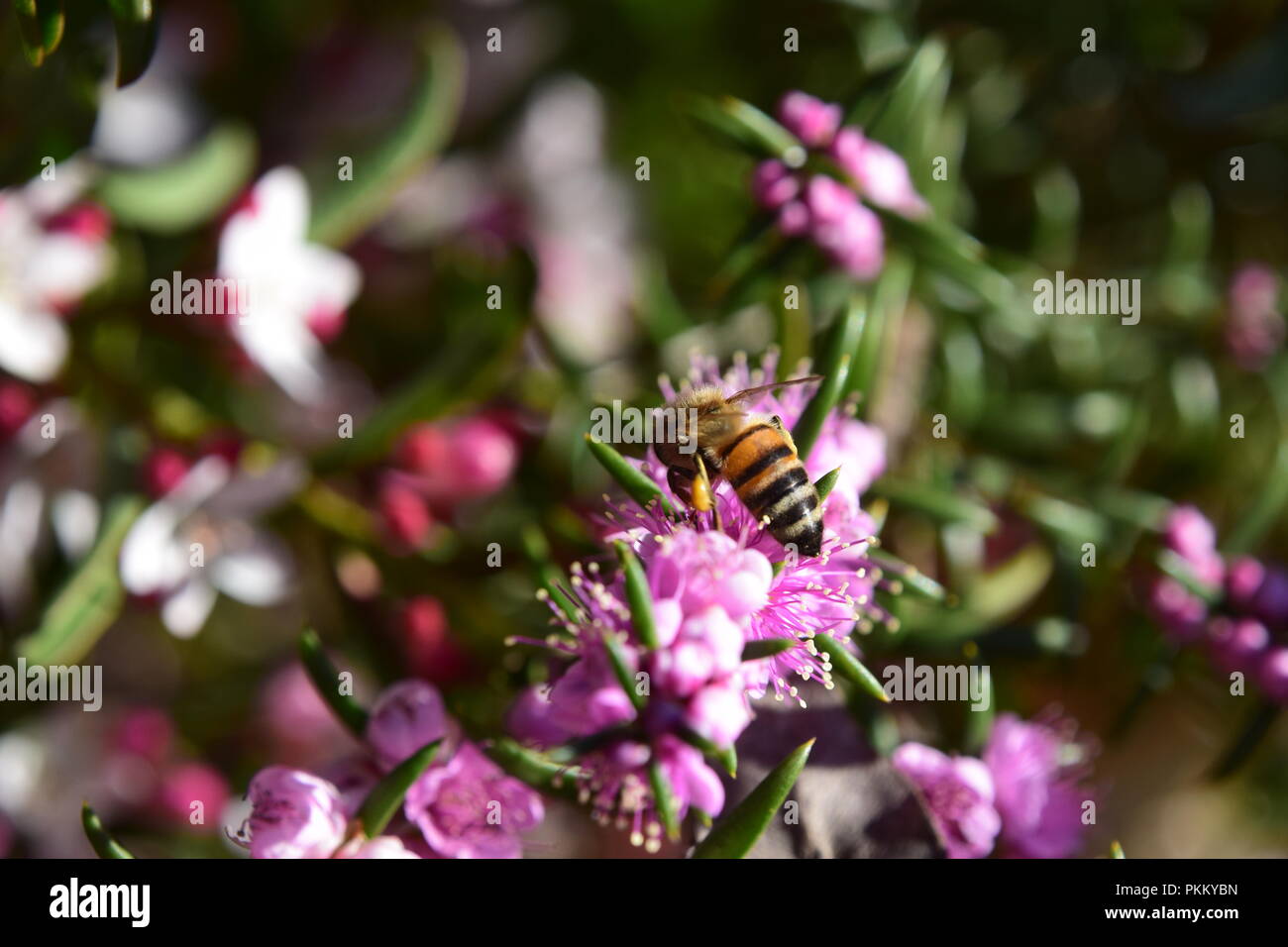 Bee on Flower Stock Photo