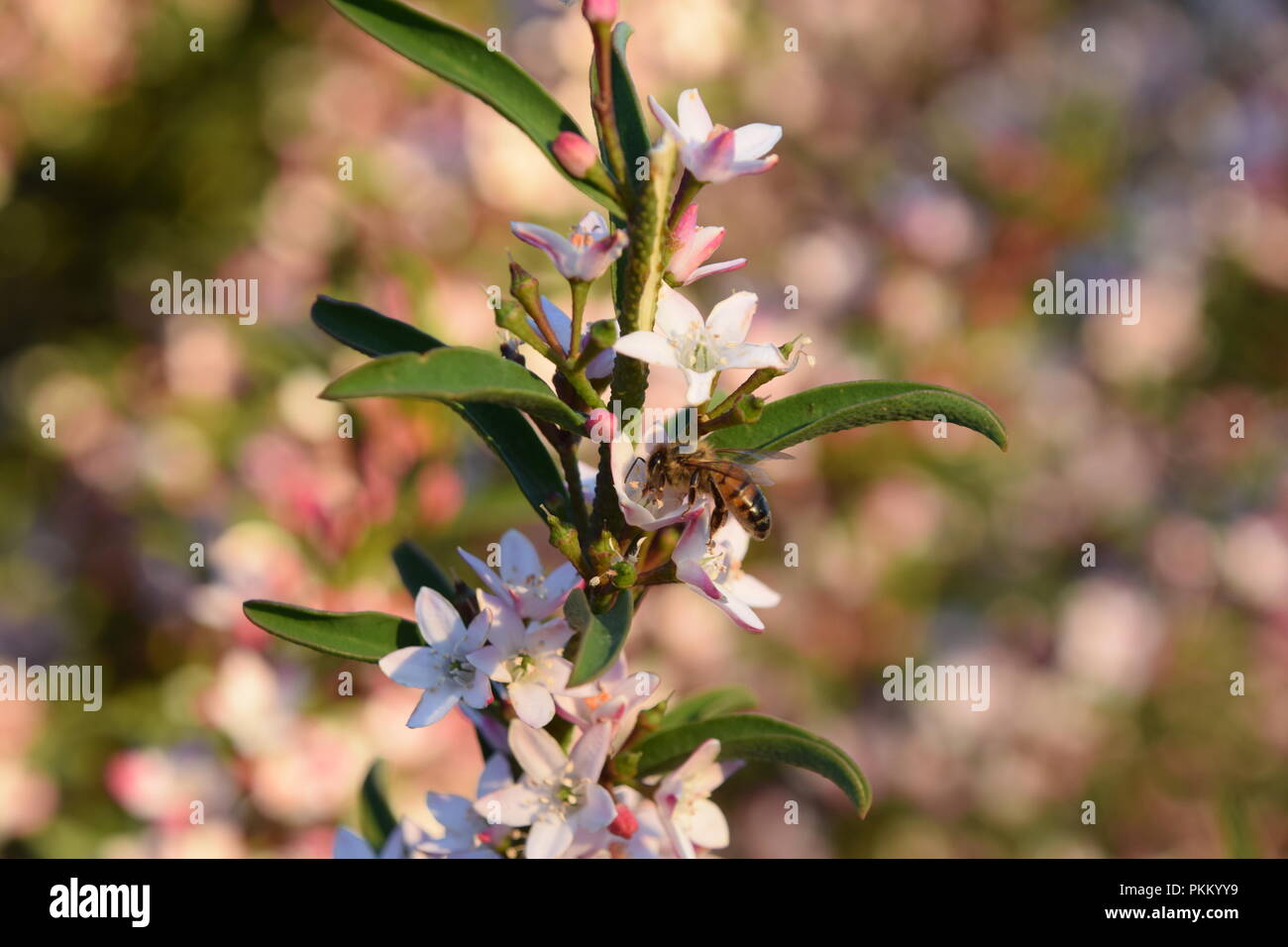 Bee on Flower Stock Photo