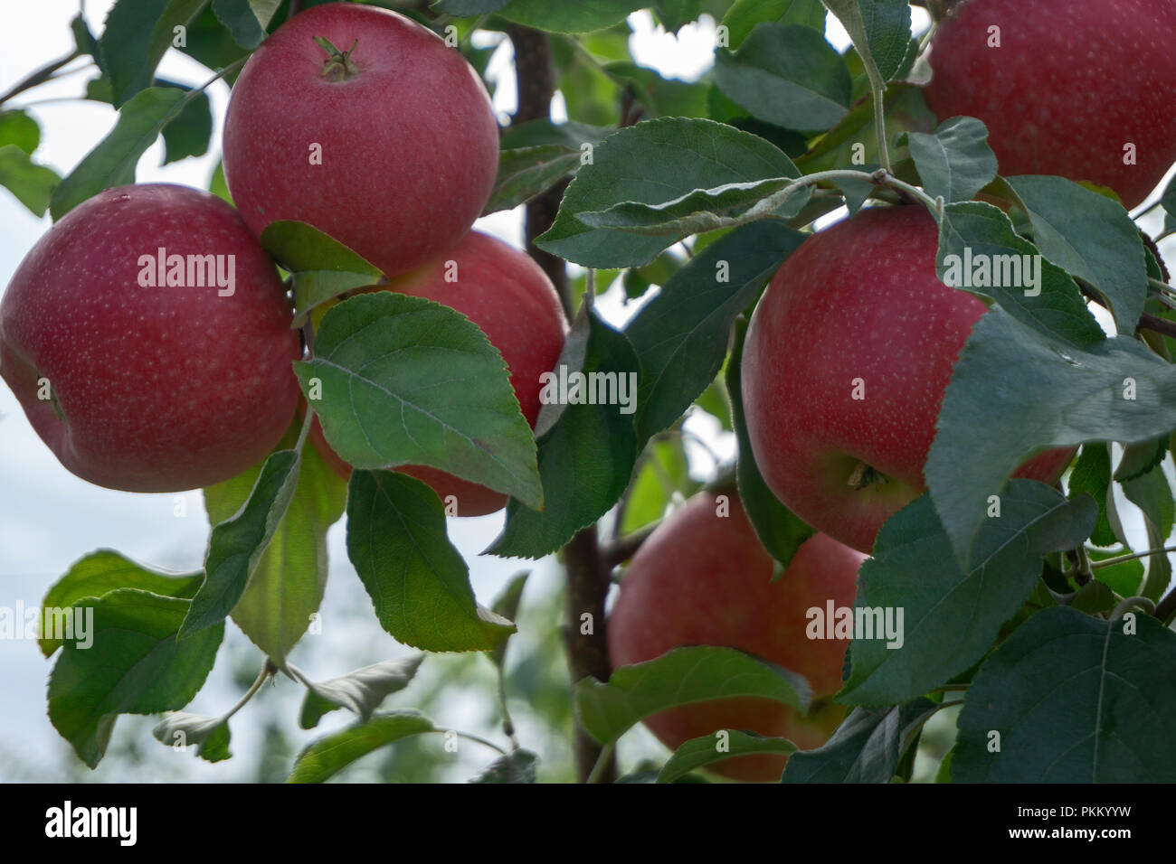 Apples Kelowna BC Canada Stock Photo Alamy