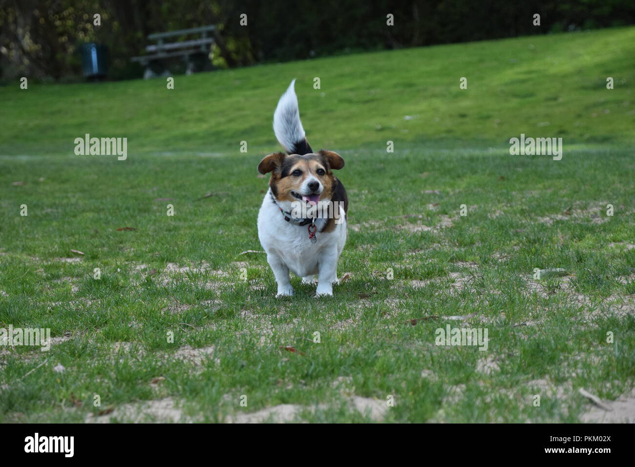 Small Long Haired Jack Russell Stock Photos Small Long