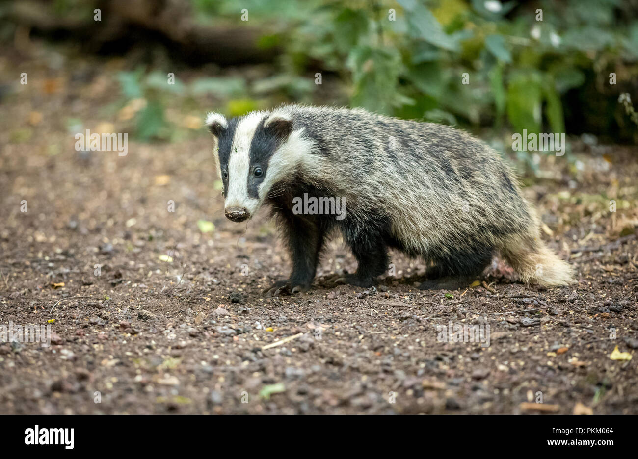 Badger. wild, native, European badger in natural woodland setting.  Scientific name: Meles meles.  Facing left. Landscape.  Horizontal. Stock Photo