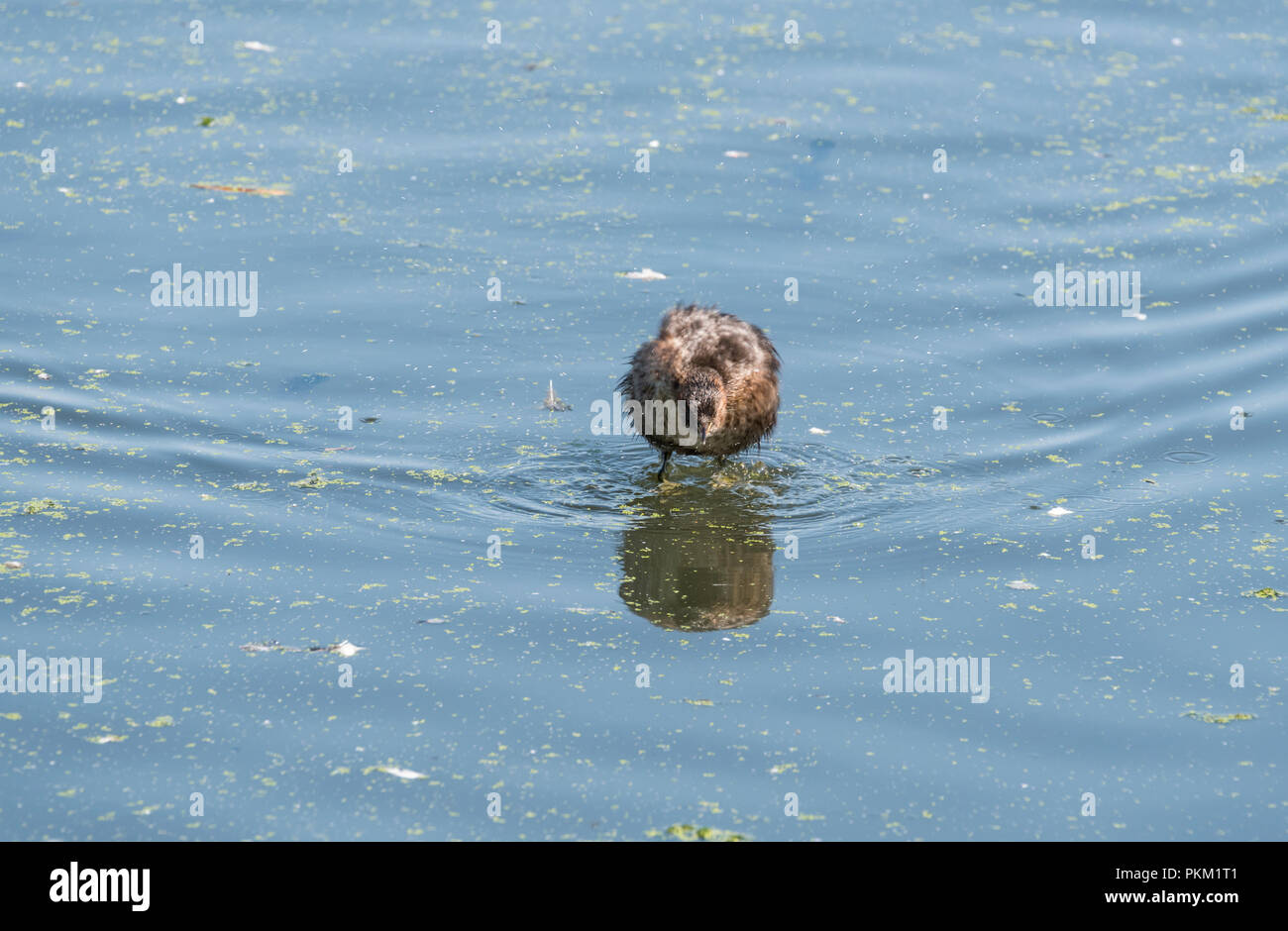 Little Grebe (Tachybaptus ruficollis) preening Stock Photo