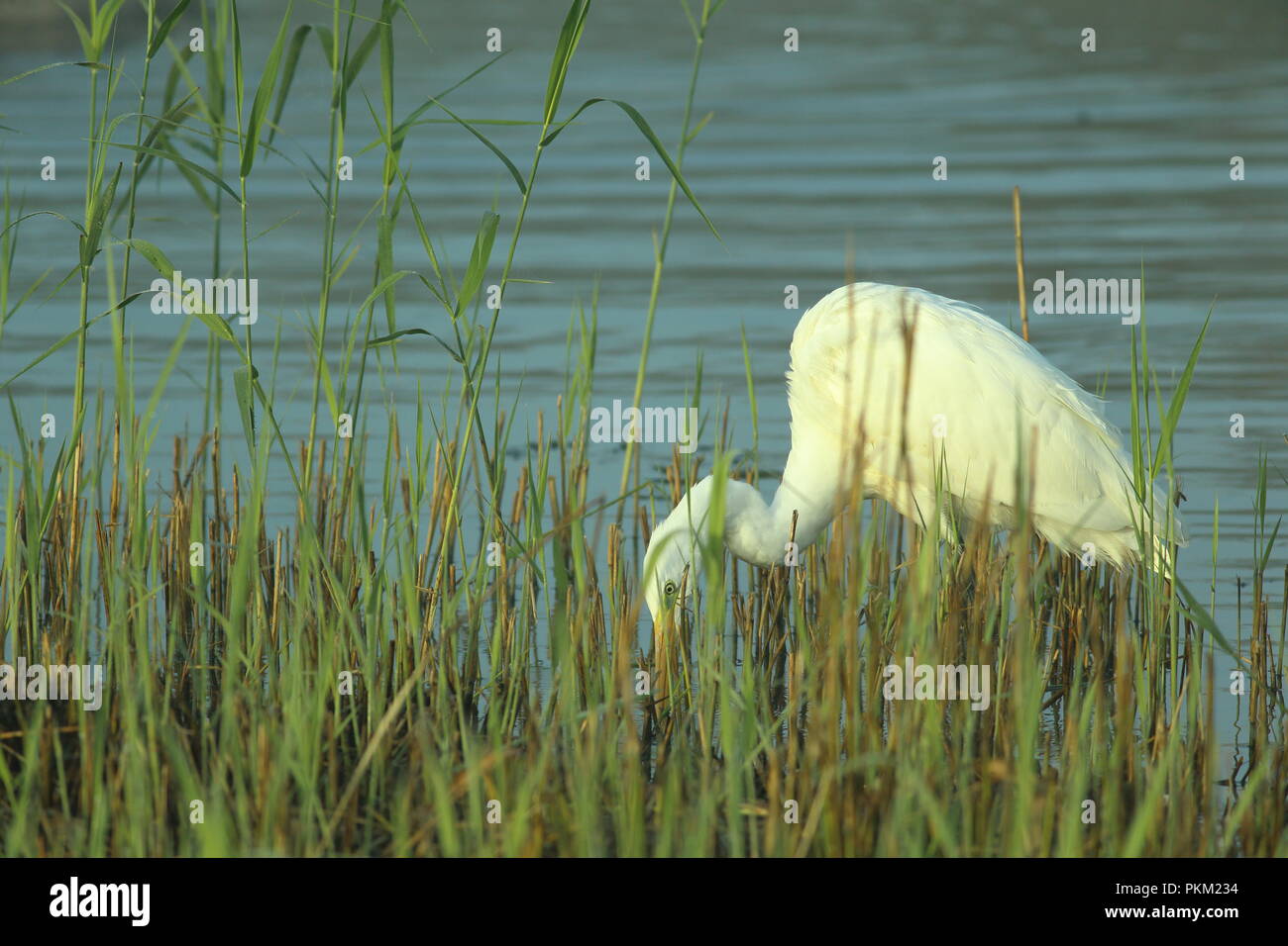 Great egret hunting in reedbed at first light on sunny autumn morning at Ham Wall RSPB nature reserve in Somerset, England Stock Photo