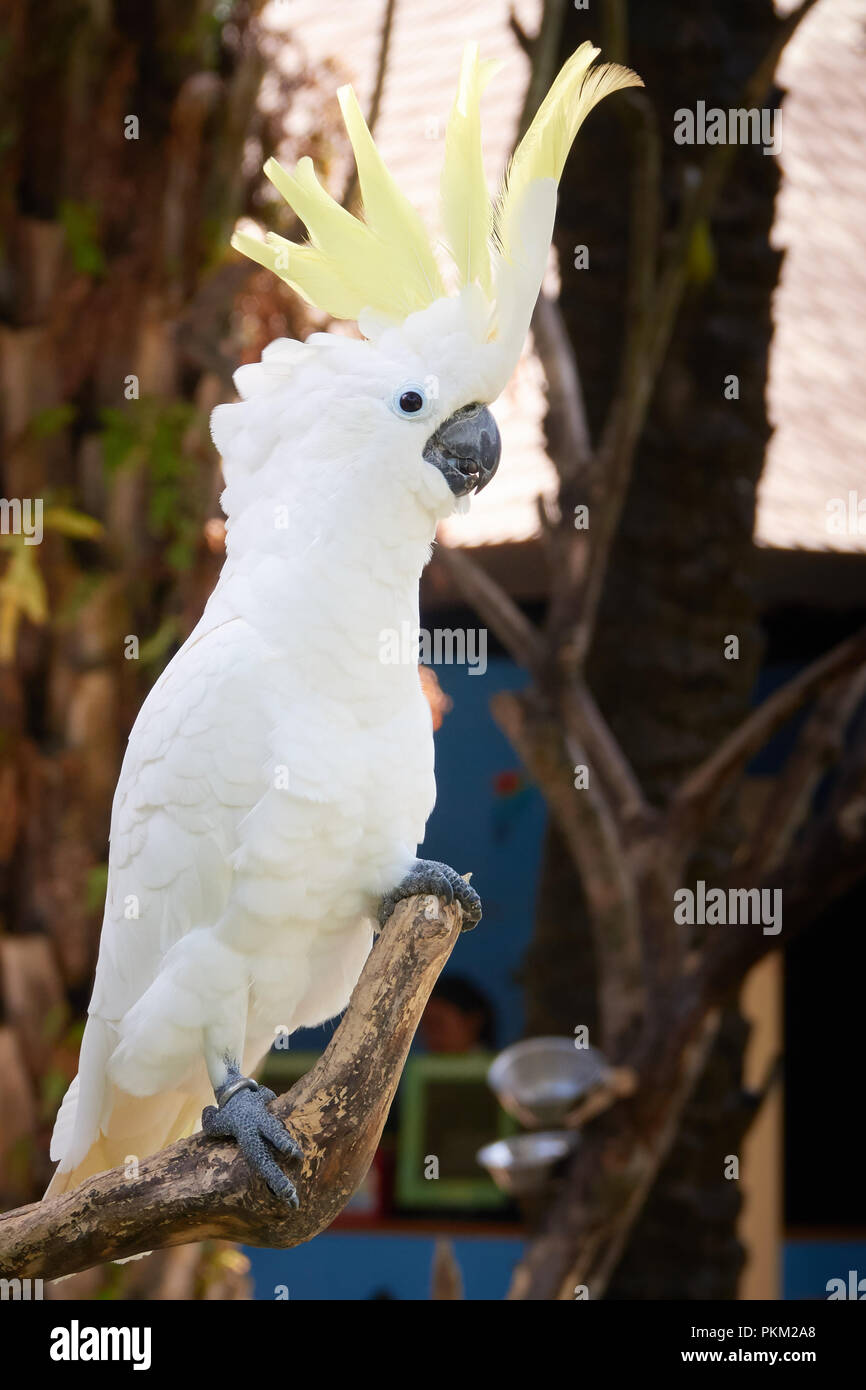 White cockatoo parrot ara on a brench. Stock Photo