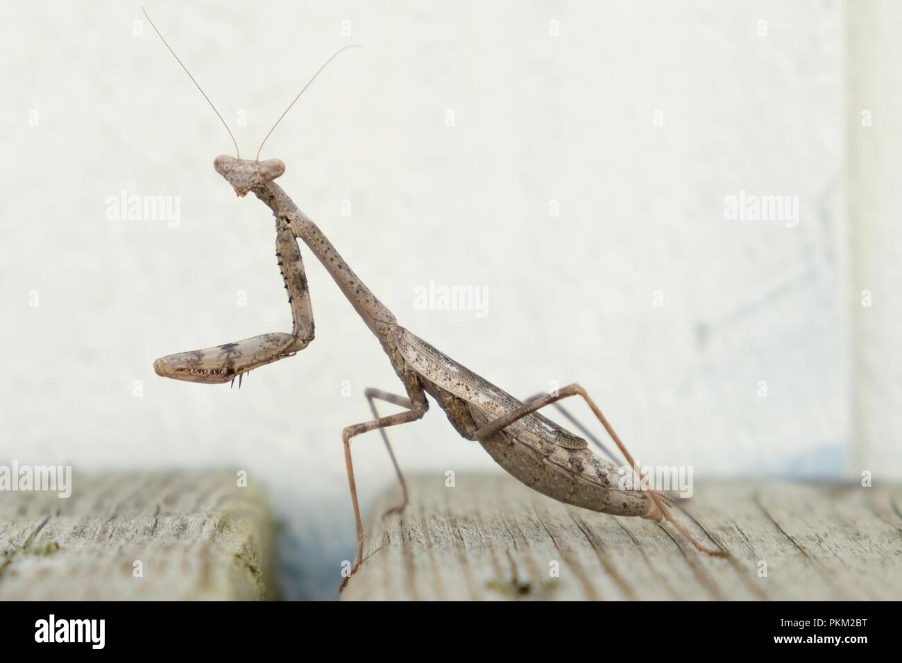 Identification of insect hi-res stock photography and images - Alamy