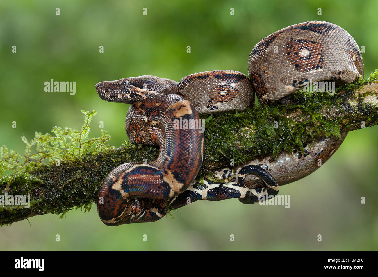 A boa constrictor snake photographed in Costa Rica Stock Photo
