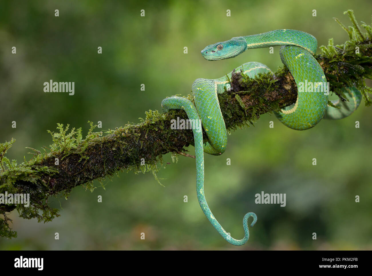 A green palm pitviper photographed in Costa Rica Stock Photo