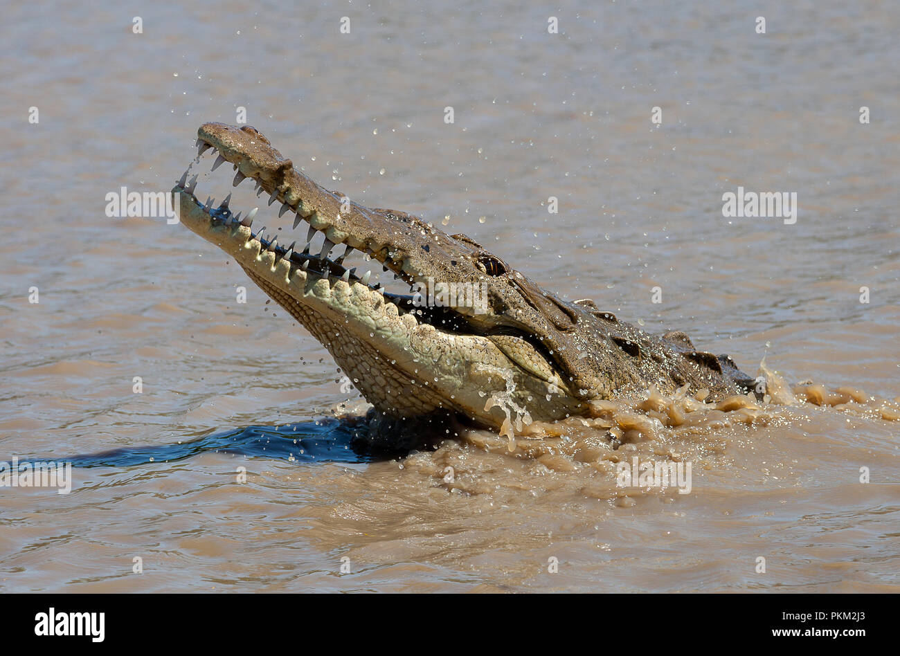 An american crocodile photographed while emerging from the Tarcoles river in Costa Rica Stock Photo