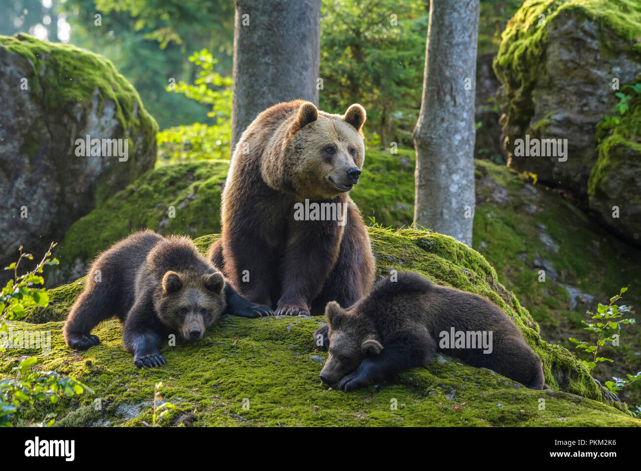 European Brown Bears, Ursus arctos, Female with cubs, Bavaria, Germany ...