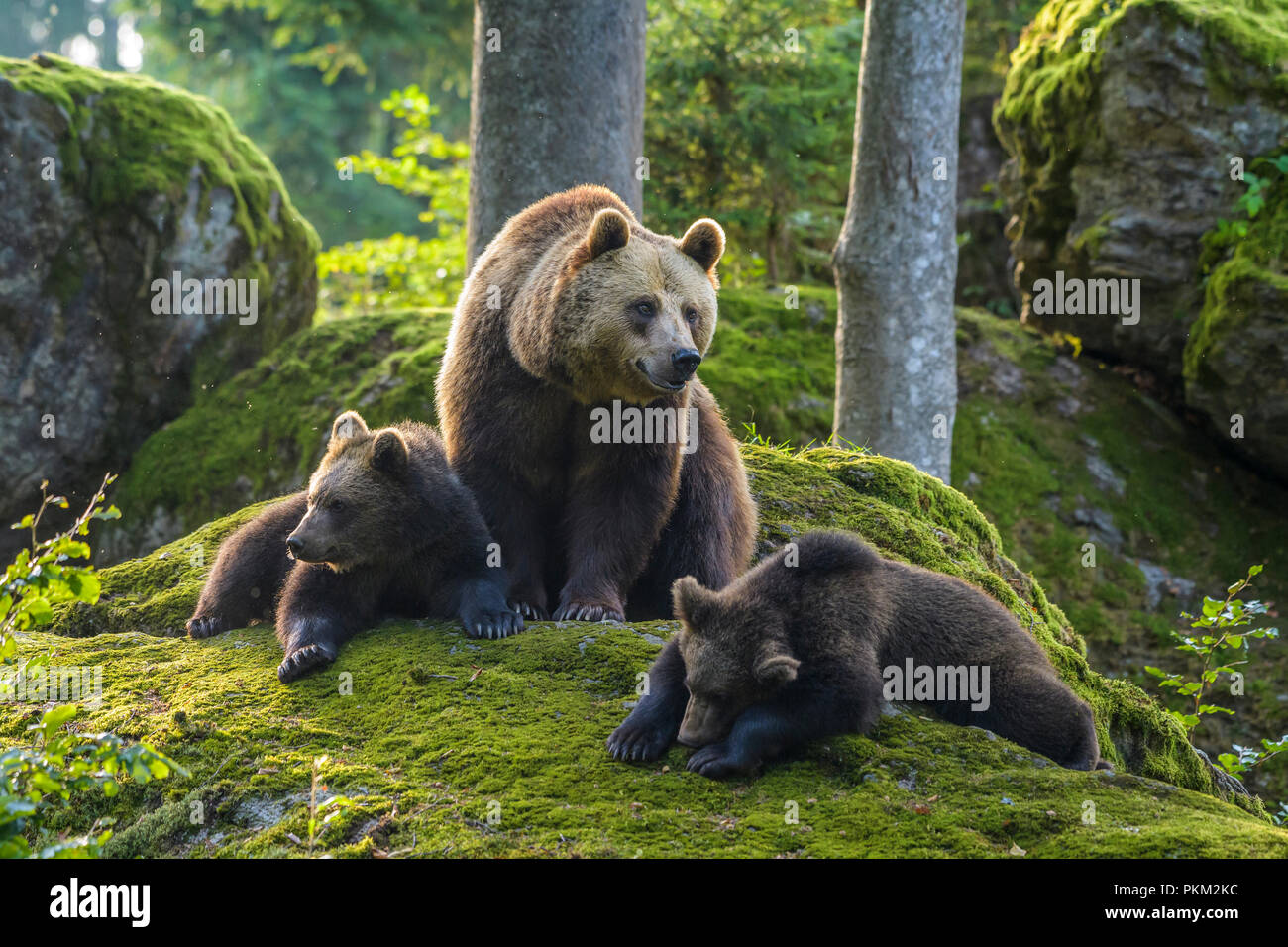 European Brown Bears, Ursus arctos, Female with cubs, Bavaria, Germany ...