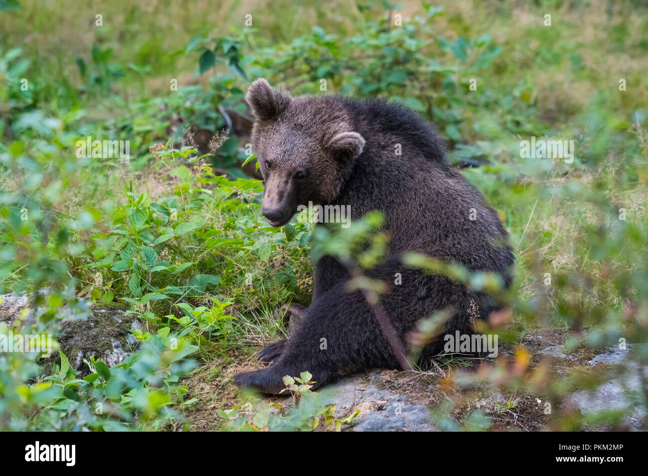 European Brown Bears, Ursus arctos, Cub, Bavaria, Germany Stock Photo ...