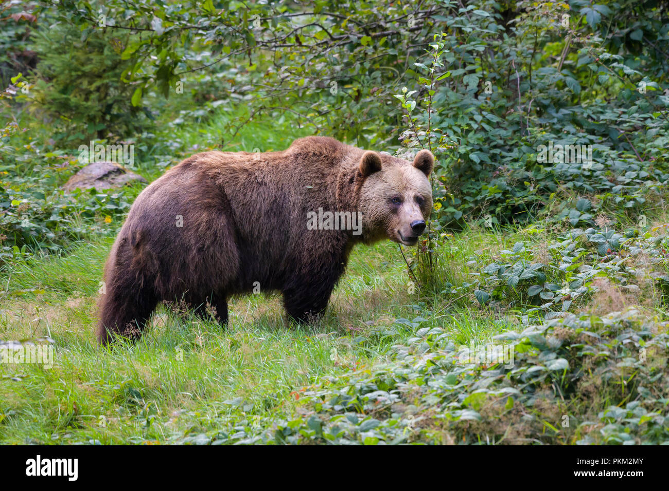 European Brown Bears, Ursus arctos, Bavaria, Germany Stock Photo - Alamy