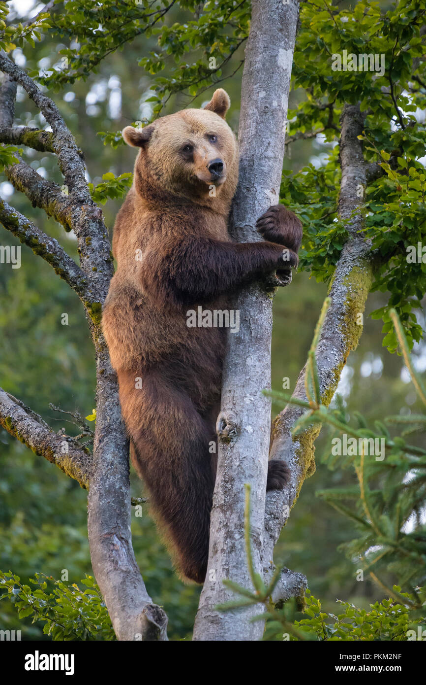 European Brown Bears, Ursus arctos, Climbing in tree, Bavaria, Germany ...