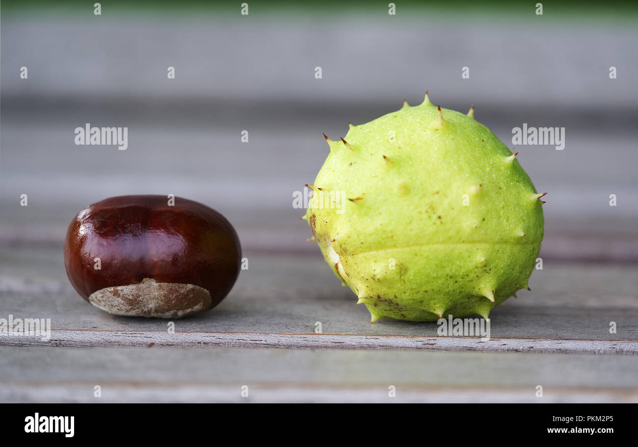 Two chestnuts Stock Photo